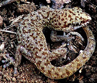 Pachydactylus punctatus (Speckled thick-toed gecko)