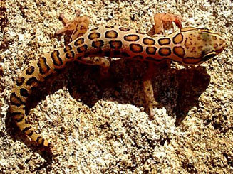 Pachydactylus oculatus (Golden spotted thick-toed gecko)