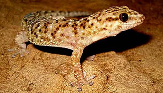 Pachydactylus capensis (Cape thick-toed gecko)