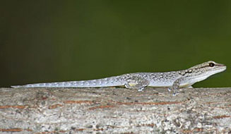 Lygodactylus chobiensis (Chobe dwarf gecko)