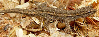 Lygodactylus bradfieldi (Bradfield's dwarf gecko)