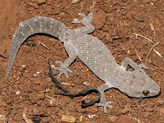 Pachydactylus affinis (Transvaal thick-toed gecko)