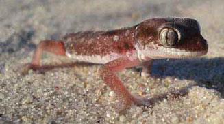 Pachydactylus austeni (Austen's thick-toed gecko)