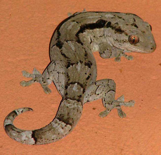 Homopholis walbergii (Wahlberg's velvet gecko)
