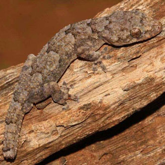 Hemidactylus mabouia (Moreau's tropical house gecko)
