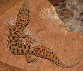 Pachydactylus affinis (Transvaal thick-toed gecko)