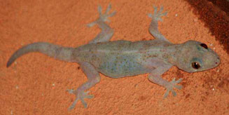 Hemidactylus mabouia (Moreau's tropical house gecko)