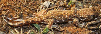 Ptenopus garrulus (Common barking gecko)