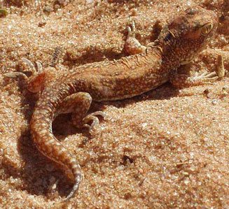 Ptenopus garrulus (Common barking gecko)