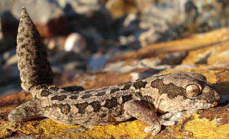Pachydactylus maculatus (Spotted gecko)
