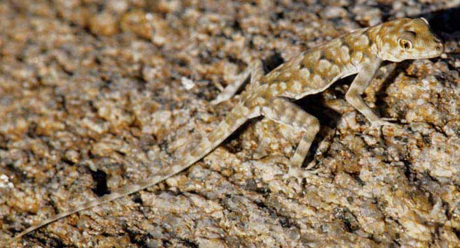 Rhoptropus bradfieldi (Bradfield's Namib day gecko)