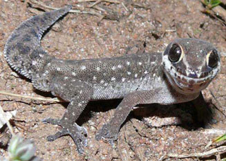 Pachydactylus geitje (Occelated gecko)