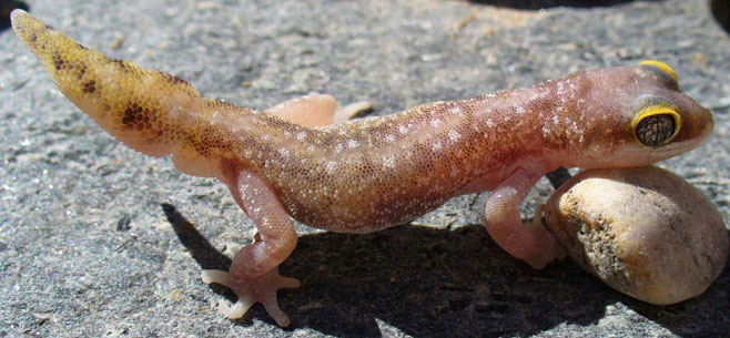 Pachydactylus austeni (Austen's thick-toed gecko)