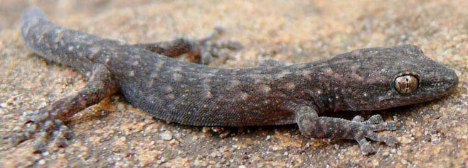 Afrogecko porphyreus (Marbled leaf-toed gecko)