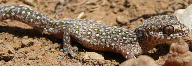 Pachydactylus geitje (Occelated gecko)