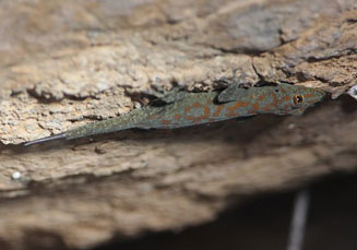 Rhoptropus boultoni (Boulton's Namib day gecko)
