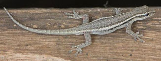 Lygodactylus bradfieldi (Bradfield's dwarf gecko)