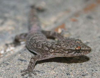 Afrogecko porphyreus (Marbled leaf-toed gecko)