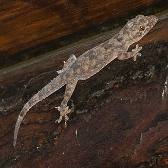 Hemidactylus mabouia (Moreau's tropical house gecko)