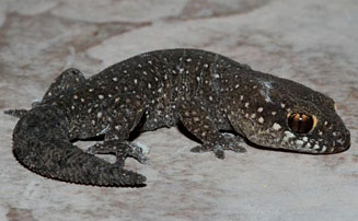 Pachydactylus geitje (Occelated gecko)