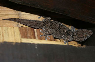 Chondrodactylus turneri (Turner's gecko)