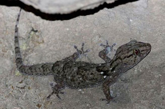 Chondrodactylus turneri (Turner's gecko)