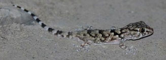 Chondrodactylus turneri (Turner's gecko)