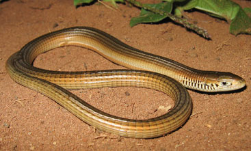 Tetradactylus africanus (African long-tailed seps, FizSimons' long-tailed seps)