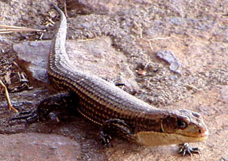 Gerrhosaurus major (Rough-scaled plated lizard)
