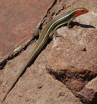 Gerrhosaurus flavigularis (Yellow-throated plated lizard)