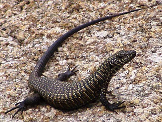 Gerrhosaurus validus (Giant plated lizard)