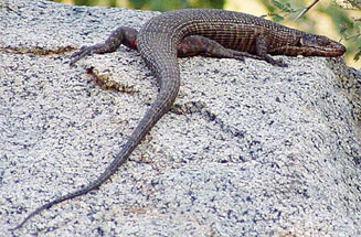 Gerrhosaurus validus (Giant plated lizard)