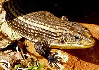 Gerrhosaurus major (Rough-scaled plated lizard)