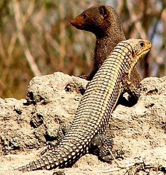 Gerrhosaurus major (Rough-scaled plated lizard)