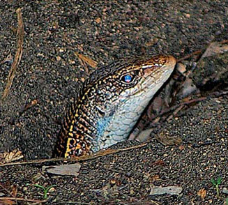 Gerrhosaurus nigrolineatus (Black-lined plated lizard)