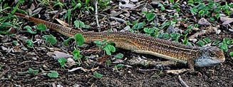 Gerrhosaurus nigrolineatus (Black-lined plated lizard)