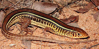 Gerrhosaurus flavigularis (Yellow-throated plated lizard)