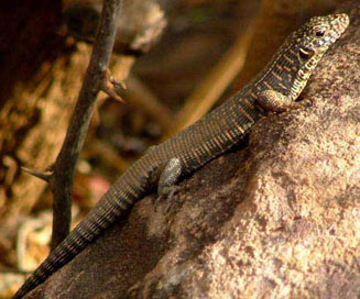 Gerrhosaurus validus (Giant plated lizard)