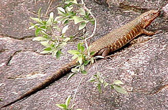 Gerrhosaurus validus (Giant plated lizard)