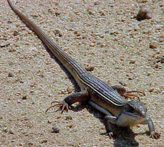 Gerrhosaurus nigrolineatus (Black-lined plated lizard)
