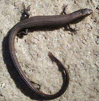 Tetradactylus seps (Short-legged seps)