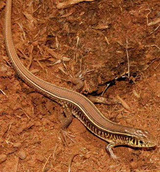 Gerrhosaurus flavigularis (Yellow-throated plated lizard)