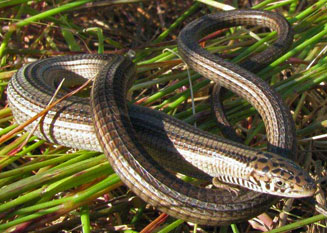 Tetradactylus tetradactylus (Common long-tailed seps)