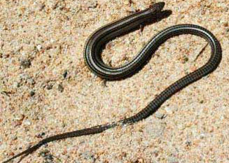 Tetradactylus tetradactylus (Common long-tailed seps)