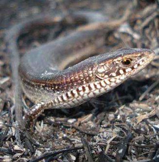 Tetradactylus seps (Short-legged seps)