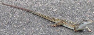 Gerrhosaurus nigrolineatus (Black-lined plated lizard)