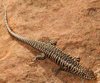 Gerrhosaurus validus (Giant plated lizard)