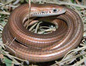 Tetradactylus africanus (African long-tailed seps, FizSimons' long-tailed seps)