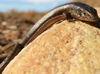 Tetradactylus seps (Short-legged seps)