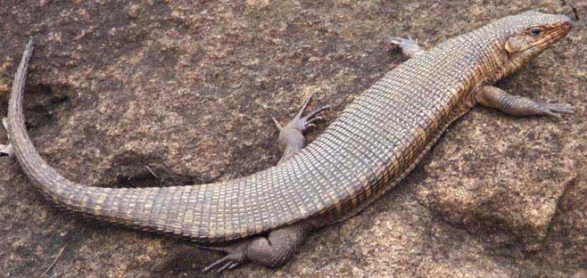 Gerrhosaurus validus (Giant plated lizard)